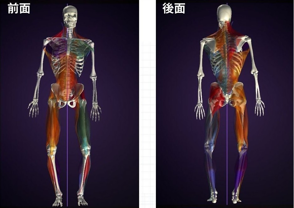 筋肉分析画像 施術後